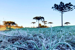 IDR-Paraná e Simepar dão início ao Alerta Geada 2025