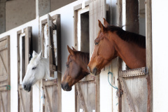 Instituído pelo Estado, Passaporte Equestre facilita emissão de GTA para equídeos