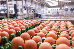 Produção de ovos cresce no Paraná em 2024 e tendência é de alta