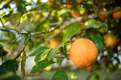 LARANJA