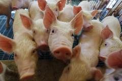 SEAB - Ao reconhecer Estado como zona livre de febre aftosa, Chile passará a importar carne suína paranaense