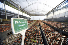 Governo do Estado, por meio dos 19 viveiros florestais do Instituto Água e Terra (IAT), distribuiu 549 mil mudas de espécies nativas do Paraná no 1º trimestre de 2025.