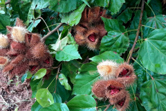 URUCUM