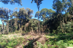 IAT autuou a responsável por uma propriedade rural de Guarapuava em R$ 322 mil por desmatamento ilegal da Mata Atlântica.