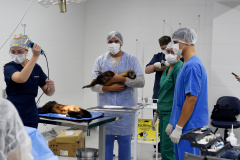 Operação coordenada pelo Instituto Água e Terra resgatou e encaminhou para o Zoológico Municipal de Curitiba 20 macacos-prego que viviam em cativeiros clandestinos
