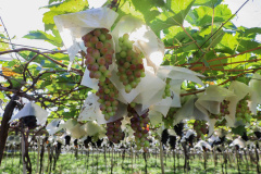 Paraná vai mapear pomares de uva para reforçar prevenção contra deriva de agrotóxicos