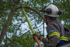 Copel compartilha censo de 1,8 milhão de árvores com prefeituras para prevenir desligamentos e auxiliar no manejo da vegetação 