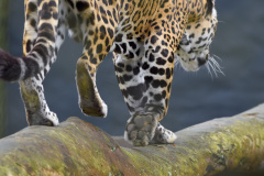 Rede de apoio à fauna silvestre coordenada pelo Instituto Água e Terra realizou 1.483 atendimentos entre janeiro e abril deste ano.