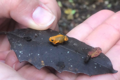Minhocas, peixes, sapinhos e pequenos cactos: o ecossistema cheio de vida que só é possível de se encontrar no Paraná.