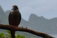 Parque Estadual Pico do Marumbi vai receber a nova edição do projeto Passarinhar, neste sábado (10), dentro do Global Big Day