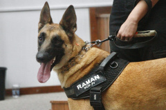 Cão perito encontra prova com vestígios de sangue em local de crime