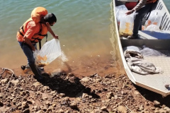 Rio Iguaçu recebe 5 mil surubins criados em estação ambiental da Copel