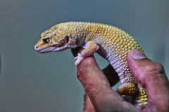 IAT ANIMAIS FAUNA SILVESTRE RESGATADOS