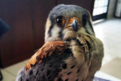 O Instituto Ambiental do Paraná (IAP) deixará de receber os animais silvestres na sede, em Curitiba. A partir desta segunda-feira (21), o Departamento de Pesquisa e Conservação da Fauna da Secretaria Municipal do Meio Ambiente vai receber, atender e encaminhar os animais silvestres apreendidos pela Polícia Ambiental, IAP e seus fiscais, e também aqueles que forem encontrados em situações de risco.  -  Curitiba, 16/01/2019  -  Foto: Divulgação IAP