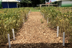 ecnologia de aplicação e manejo da fertilidade do solo com enfoque na adubação nitrogenada são destaques da área do Instituto Emater destinada ao cultivo de grãos no Show Rural 2019.  -  Cascavel, 05/02/2019  -  Foto: Divulgação Emater