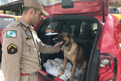 A cadela Brida, juntamente com seu condutor o soldado bombeiro João Carlos Alves, além de outros sete bombeiros militares, especializados em Busca e Salvamento, foram enviados nesta segunda-feira (11/02) para Brumadinho. O objetivo é auxiliar as equipes de buscas, principalmente nos ambientes que demandam cão de faro. Foto:Divulgação PMPR