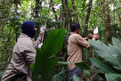 Duas equipes de entomologistas da Secretaria de Estado da Saúde estão coletando mosquitos em áreas de mata e periurbanas (nas periferias de cidades) de todo o Litoral do Paraná, incluindo a região onde foram encontrados os macacos mortos pela febre amarela, em Antonina. -  Curitiba, 13/02/2019  -  Foto: Divulgação SESA