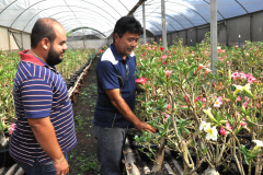 Parceria inédita entre o maior produtor do Brasil da planta rosa do deserto e pesquisadores da Universidade Estadual de Londrina (UEL) permite avanços em informações e dados científicos sobre a planta ornamental, que já é a quinta mais comercializada no país.  Na foto, Doutorando da UEL, Guilherme Cito, e produtor de rosa do deserto da Warta, Sandro Takemura.  - Londrina, 18/02/2019  -  Foto: Divulgação UEL