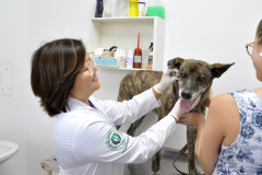 As universidades estaduais do Paraná oferecem uma série de serviços à comunidade, entre eles o atendimento veterinário a animais de diversos portes. Na foto, a médica veterinária e diretora  do Hospital Veterinário da Universidade Estadual de Londrina (UEL), Regina Mitsuka Bregano. Foto: Divulgação/UEL