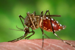 Fêmeas do Aedes aegypti transmitem doenças como dengue e zika por meio da picada em seres humanos. Insetos geneticamente modificados podem reduzir a quantidade de larvas. Crédito: Divulgação / Portal Brasil/ em: http://www.mcti.gov.br/noticia/-/asset_publisher/epbV0pr6eIS0/content/%E2%80%98aedes-do-bem%E2%80%99-liberado-pela-ctnbio-ajuda-a-combater-o-mosquito-da-dengue;jsessionid=1CD7C5D68ECE6E2EA95796A13A8E7405