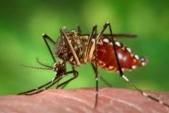 Fêmeas do Aedes aegypti transmitem doenças como dengue e zika por meio da picada em seres humanos. Insetos geneticamente modificados podem reduzir a quantidade de larvas. Crédito: Divulgação / Portal Brasil/ em: http://www.mcti.gov.br/noticia/-/asset_publisher/epbV0pr6eIS0/content/%E2%80%98aedes-do-bem%E2%80%99-liberado-pela-ctnbio-ajuda-a-combater-o-mosquito-da-dengue;jsessionid=1CD7C5D68ECE6E2EA95796A13A8E7405