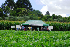 Pelo menos 1,6 mil produtores, além de estudantes de colégios agrícolas e universidades, são esperados na 20ª Semana de Campo sobre Feijão e Milho, de 12 a 15 de março, em Ponta Grossa.Foto: Arquivo/ANPr