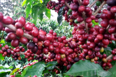 O Café do Norte Pioneiro foi o primeiro produto a obter o registro de Indicação Geográfica (IG) junto ao Instituto Nacional de Propriedade Industrial (INPI).  -  Foto:  Emater de Carlópolis