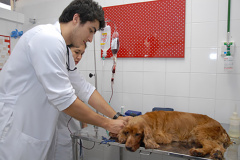 O Projeto VIDA objetiva manter o estoque do Banco de Sangue de Cães para atender aos animais que chegam ao Hospital. A professora almeja atender a todos os hospitais veterinários de Londrina. Porém, para isso são necessários 300 cães doadores regulares. Foto: Arquivo/Agência UEL