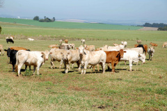 Estudo aponta cenários para área livre de aftosa sem vacinação. Foto:ANPr