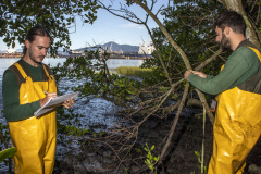 Os seis manguezais no entorno dos portos de Paranaguá e Antonina são monitorados regularmente. Neste ano, foram quatro atividades de atenção e cuidado voltadas ao ecossistema. Ao longo desta semana, uma equipe de técnicos dos Portos do Paraná trabalhará na análise dos dados coletados.  -  Paranaguá, 25/03/2019  -  Foto: Claudio Neves/ Administração dos Portos do Paraná