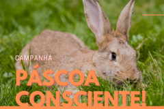 Governo incentiva que coelhos sejam substituídos por presentes alternativos nessa Páscoa
. Após a Páscoa, muitas pessoas abandonam esses animais em lixeiras, parques e praças. O ideal é comprar presentes alternativos.  -  Curitiba, 09/04/2019  -  Foto: Divulgação SEDEST