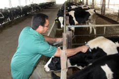 O Governo do Estado vai promover em maio fóruns regionais em seis municípios para debater com entidades do setor agropecuário as ações necessárias para solicitação e reconhecimento do status de Área Livre de Febre Aftosa, sem Vacinação. -  Foto Jonas Oliveira/Arquivo ANPr