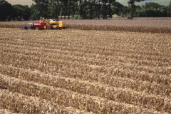 Relatório mensal do Departamento de Economia Rural (Deral) da Secretaria de Estado da Agricultura e do Abastecimento mostra que a estimativa de produção da safra de grãos 2018/2019 deve ser de 37,3 milhões de toneladas, 5% maior do que no ano passado e também superior à estimativa anterior, de 37,1 milhões. Na safra anterior, a produção foi de 35,4 milhões.  -  Foto: Jonas Oliveira/Arquivo ANPr