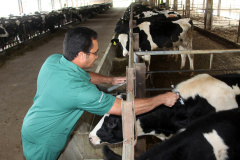 A última campanha de vacinação contra febre aftosa no Paraná começa na quarta-feira (01) e segue até o dia 31 de maio