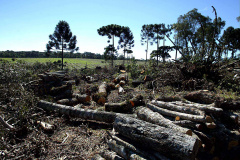 A Secretaria de Desenvolvimento Sustentável e Turismo e as equipes do Batalhão de Polícia Ambiental Força Verde aplicaram 930 autos de infração ambiental em 2019, em 190 municípios do Paraná, por desmatamento irregular (51%), posse ilegal ou maus tratos a animais (18%), efluentes industriais (17%) e pesca fora dos lugares permitidos por lei (5%). Cerca de 90% foi registrado pela polícia, o que resultou em mais de R$ 5 milhões em multas.Foto: Denis Ferreira Netto/SEMA- Arquivo/ANPr