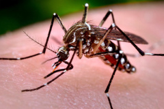Paraná registra mais três óbitos por dengue, no Noroeste e Norte Foto:Agência Senado/Prefeitura de São Paulo