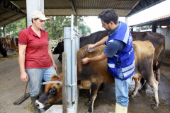 Paraná inicia os fóruns sobre o fim da vacinação contra aftosa. Foto: Jaelson Lucas/ANPr