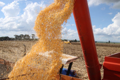 Relatório da safra 2018/2019 divulgado nesta quinta-feira (23) pelo Departamento de Economia Rural (Deral), da Secretaria de Estado da Agricultura e do Abastecimento, mostra que a produção paranaense de grão pode chegar a 37,1 milhões de toneladas, uma variação positiva de 5% em relação à safra anterior.

Segundo o Deral, o milho pode representar 17% do total nacional na safra 2018/2019.  Foto: Jonas Oliveira/Arquivo-ANPr