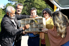 A Secretaria de Estado do Desenvolvimento Sustentável e do Turismo e o Instituto Ambiental do Paraná (IAP) realizaram nesta segunda-feira (10) a soltura de 30 aves apreendidas em operações de fiscalização. A soltura aconteceu no Criadouro Conservacionista Onça-Pintada, em Campina Grande do Sul, na Grande Curitiba. Ação integra as comemorações do Dia Internacional do Meio Ambiente. Foto: Jaelson Lucas/ANPr