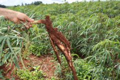 IAPAR realiza Manhã de Campo da Mandioca . Foto: Jonas Oliveira/Arquivo ANPr