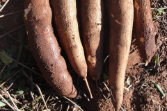 
Iapar lança cultivar de mandioca para farinha e fécula. Foto: Iapar