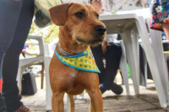 A Secretaria de Estado do Desenvolvimento Sustentável e do Turismo, em parceria com a Prefeitura de Pontal do Paraná, promove uma ação para castração gratuita de cães e gatos do município, incluindo a Ilha do Mel. Foto: Denis Ferreira Netto/SEDEST