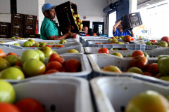 O Banco de Alimentos da Ceasa Curitiba fará de quarta a sexta-feira na semana que vem (10 a 12 de julho) três oficinas com cursos para aproveitamento de hortigranjeiros. As oficinas serão ministradas por profissionais da área de gastronomia e nutrição, e acontecerão no período da manhã, das 8 às 12 horas, na cozinha industrial do Banco de Alimentos.  - Na foto, Banco de Alimentos do Ceasa  -  foto Gilson Abreu