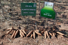 Dezenas de produtores rurais, empresários e lideranças políticas e empresariais do Noroeste do Paraná e até do Mato Grosso do Sul compareceram ao Polo Regional de Pesquisa do Instituto Agronômico do Paraná (Iapar) em Paranavaí no sábado (6). Eles foram conhecer a nova variedade de mandioca lançada pelo Instituto, a IPR B36.  Paranavaí,  06/07/2019  -   Foto:  Lucas Vieira Araujo