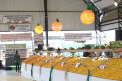 O Instituto Agronômico do Paraná (Iapar) e a Secretaria de Estado da Agricultura e do Abastecimento lançaram neste domingo (14) em Cerro Azul, na Região Metropolitana de Curitiba, durante a Festa Nacional da Poncã, o projeto de um viveiro de mudas que permitirá prolongar a oferta da fruta fora da estação fria do ano. Foto: Gilson Abreu/ANPr