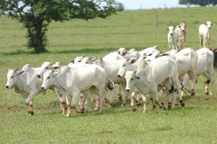 Paraná avança para obter status livre de aftosa sem vacinação. Foto: Arquivo/ANPr