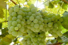 “O Paraná é o sexto estado do Brasil que mais produz frutas, mas tem potencial para ser o primeiro”. A opinião é do pesquisador do Instituto Agronômico do Paraná (Iapar) Sérgio Carvalho, que há quase 50 anos estuda a fruticultura no estado e foi um dos responsáveis por importantes avanços em diversas culturas, como o zoneamento de citros, uva e banana. Foto: Divulgação/Iapar