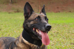A Polícia Civil do Paraná prepara a aposentadoria de sua cachorra policial Shiva. Após seis anos de serviço prestado à sociedade, com inúmeras apreensões de drogas, que levaram à prisão de muitos traficantes, o descanso é merecido. Foto: Fabio Dias/PCPR