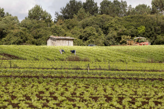 Associações e cooperativas de produtores familiares podem se inscrever, até 18 de setembro, no Programa Estadual de Apoio ao Cooperativismo da Agricultura Familiar