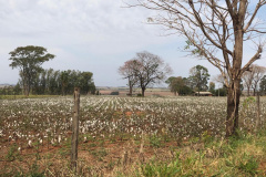 O Instituto de Terras, Cartografia e Geologia do Paraná (ITCG) assinou um Termo de Cooperação para que seja concluído o processo de reforma agrária e regularização fundiária dos assentamentos Norte Sul e Novo Horizonte, entre os municípios de Cafeara e Santo Inácio, no Noroeste do Estado, com anuência da Superintendência do Instituto Nacional de Colonização e Reforma Agrária (Incra). Foto: Divulgação/ITCG